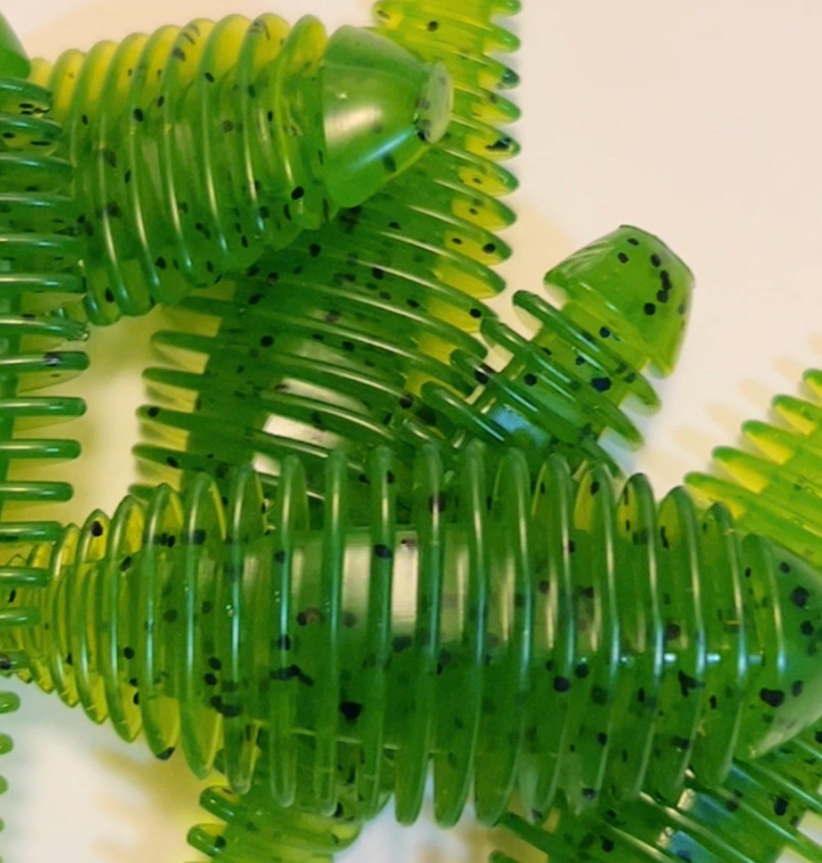 Frilled Leech